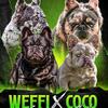 Coco Chanel x Weffi Pappi