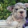 Niki French Bulldog male puppy for sale. $3,390