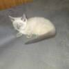 Siamese kittens for sale last litter two girls left