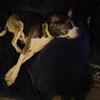 2 year old catahoula mix 