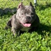 Exotic bully adult female