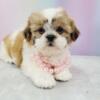 Shih tzu Puppies for sale New York - New Jersey