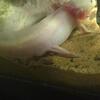 Axolotl baby