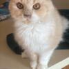 selkirk rex neutered male looking for fur-ever home