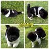 JASMINE - (female akita) born 5-10-26  ready to go home