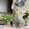 🖤 Black Tabby Devon Rex Male - Breeding Rights Available