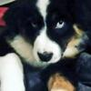 Australian Shepherd Free to Good Home