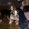 Merle/Tri color Extreme Bull Puppies. ABKC registered.