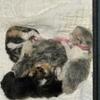 Persian Kittens