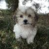 Shipoo puppies ( shih tzu/poodle mix