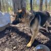 German shepherd dog for sale