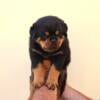 Superior Quality AKC European Rottweiler Puppies