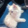 GORGEOUS RAGDOLLS KITTEN  txt 749-979-9668