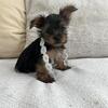 Yorkie male pup