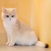 British shorthair girl