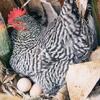  heritage breed barred Rock - hatching eggs possibly breeding pair