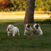 AKC Bulldog Puppies 9 weeks, Ready to go