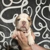 AKC female English Bulldog puppy