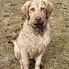 4-sale Registered Chesapeake Bay Retriever