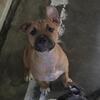 12 week old female corso/pitt mix