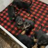 Rottweiler puppies available