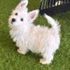 Westie puppy- male, very cute!