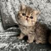 CFA Persian and Exotic Shorthair/Longhair Kittens