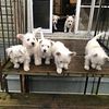 AKC Westies