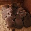 Silver lab puppies looking for a new home