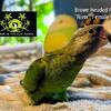 Female Brown Headed Parrot