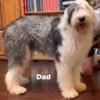 Old English Sheepdog puppies