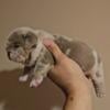 ENGLISH BULLDOG Female puppy