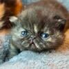 Female Exotic Shorthair Kittens 