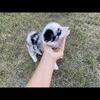 Blue merle Australian Shepherd