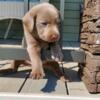 Stunning Silver lab puppies. Price reduced