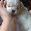 Tiny Sleeve Pekingese baby girl  availYOSHI