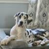 1 yr old AKC female harlequin great dane