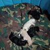 Goldendoodles for sale