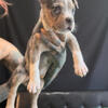 Female xl bully pups tri & merle tri 