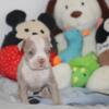 Merle boy American pocket bully pup looking for his forever home.