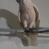 Cockatoo Moluccan