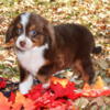 Toy Australian Shepherd Puppy