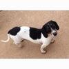 AKC Retired boy Frankie - 7YR Neutered/UTD
