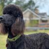 BENNY, MALE STANDERD POODLE FOR SALE