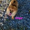 SuzyQ Precious Pups Ginger