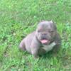 Bape Male Exotic Bully