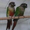 PAIR PROVEN GREEN CHEEKS