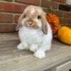 Broken Fox Holland Lop Buck