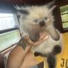 Beautiful Himalayan Kittens (READY 10/20)