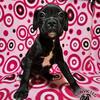 Classic Seal Boxer pup - Gandalf